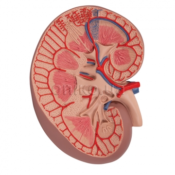 Basic Kidney Section Model, 3 times Full-Size