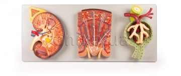 Kidney Section with Renal Nephron and Renal Corpuscle