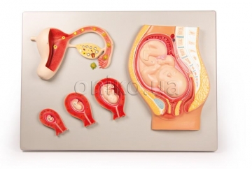 Fetal development