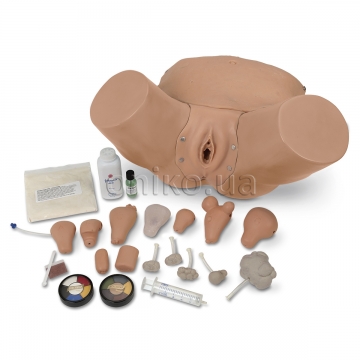 Advanced Pelvic Examination and Gynecological Simulator