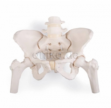 Flexible Human Female Pelvis Model with Femur Heads