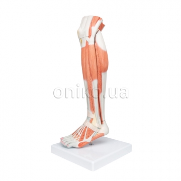 Нижня частина ноги з коліном, будова мускулатури, клас люкс