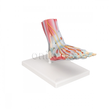 Foot Skeleton Model with Ligaments & Muscles