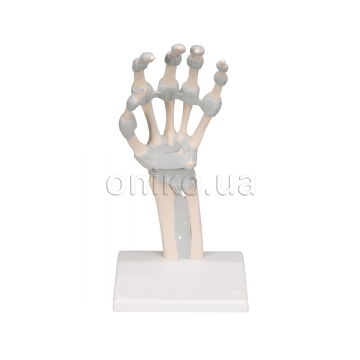 Hand Skeleton Model with Elastic Ligaments