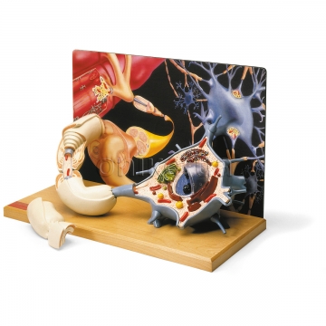 Diorama motorického neuronu