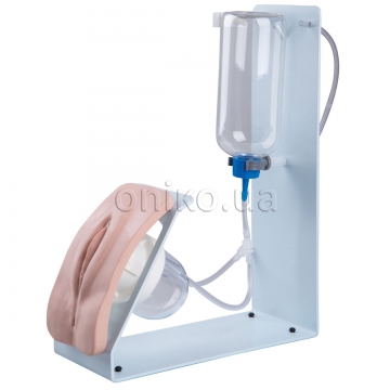 Basic Catheterization Trainer, Female