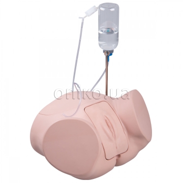 Catheterization Trainer, Female