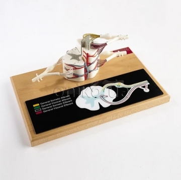 Spinal Cord Segment Model