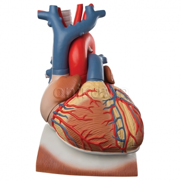 Heart and Diaphragm Model, 3 times Life-Size, 10 part