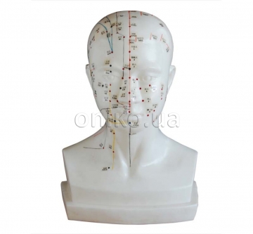 Head Acupuncture Model