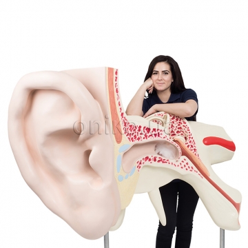 World's Largest Ear Model, 15 times Full-Size, 3 part