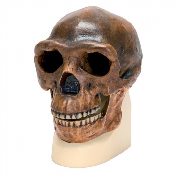 Sinantrop. Antropologická lebka