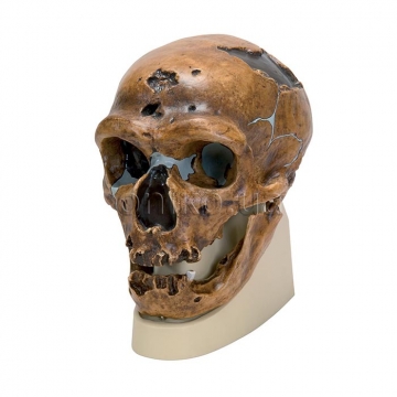 Replica Homo Neanderthalensis Skull