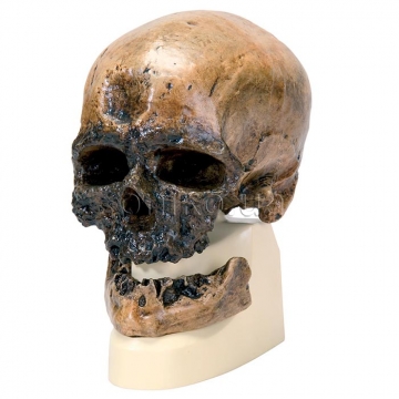 Replica Homo Sapiens Skull