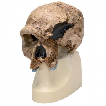 Модель черепа древнего человека (из 'Штайнхайма'). Антропологический череп