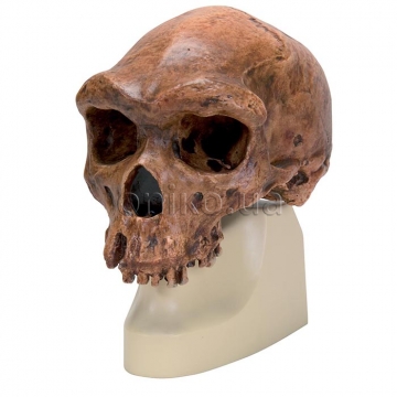 Replica Homo rhodesiensis Skull