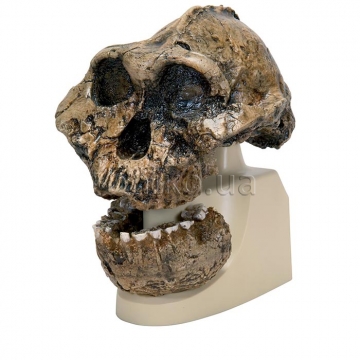 Replica Australopithecus Boisei Skull