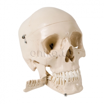 Skull Model with Teeth for Extraction, 4 part