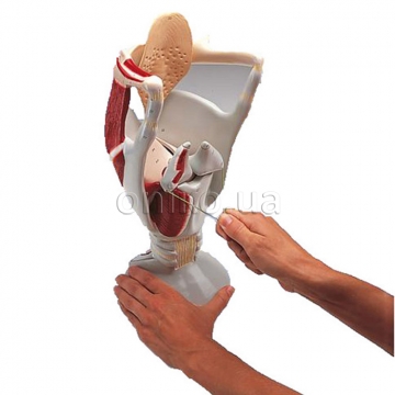 Functional Larynx Model, 4 times full-size