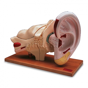 Ear Model, 5 times full-size, 8 part