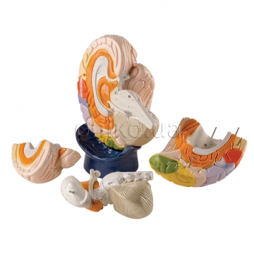 Neuroanatomický model mozku, 4 části